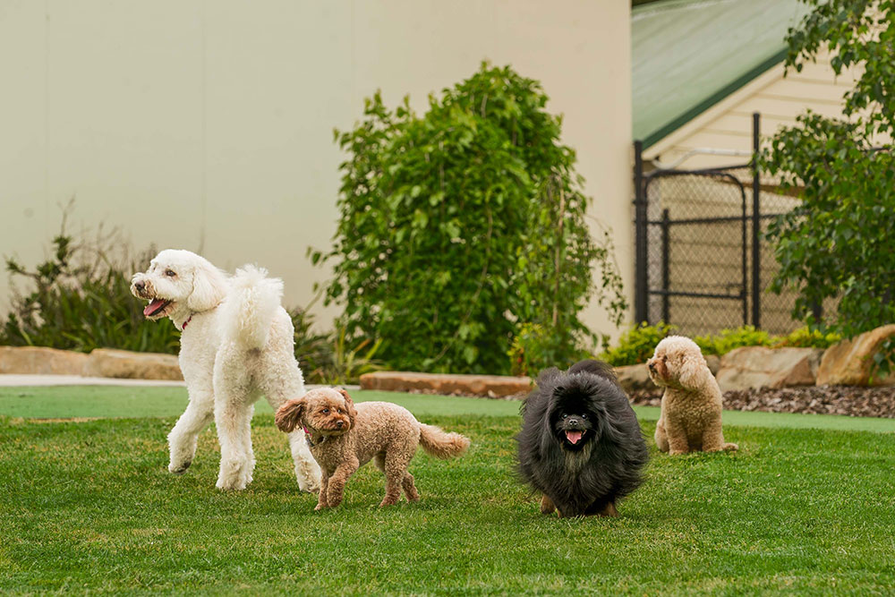 🌳 Exercise & Play