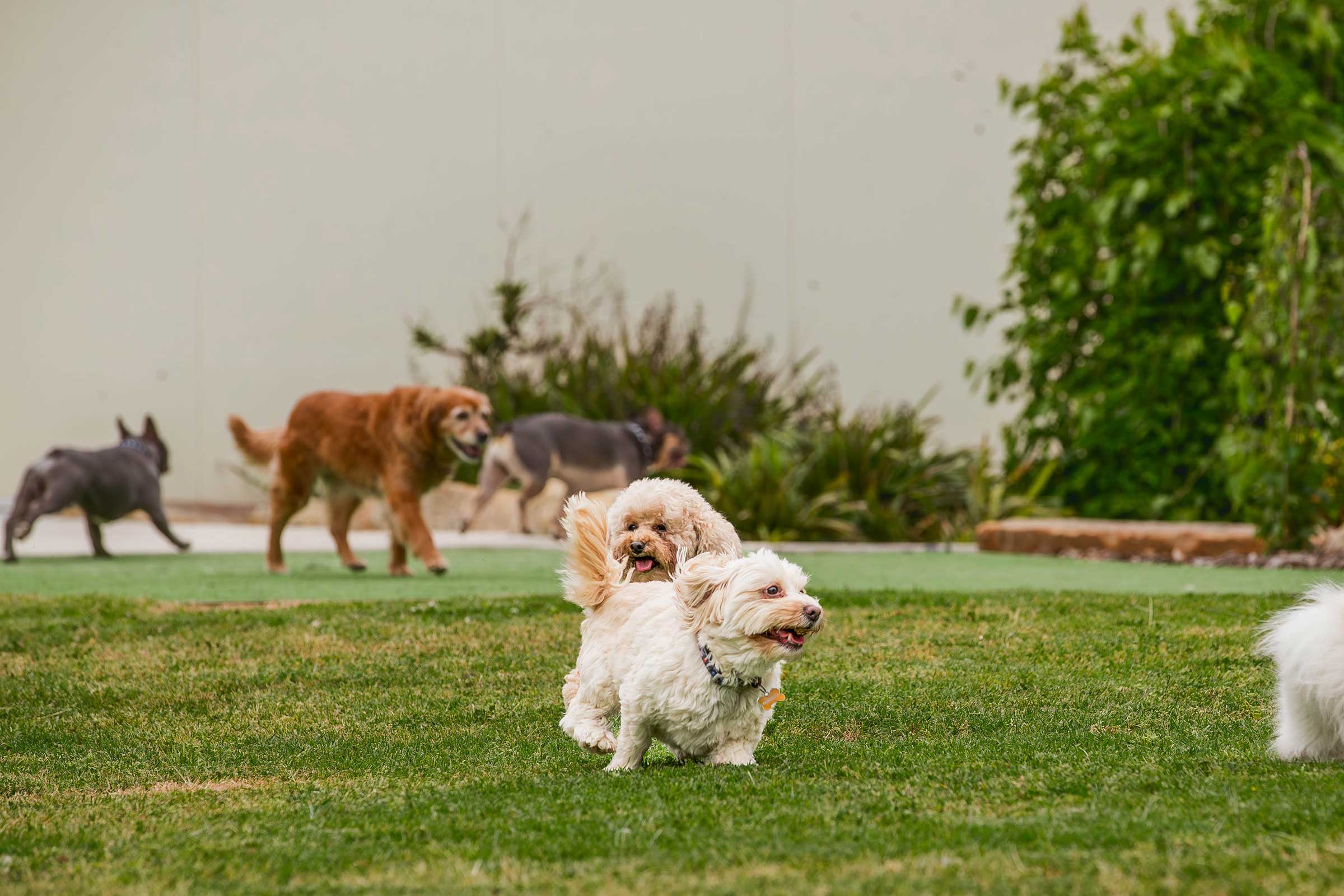 sparrows-dogs-playing