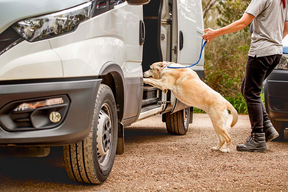 The Cerberus K9 Academy Process